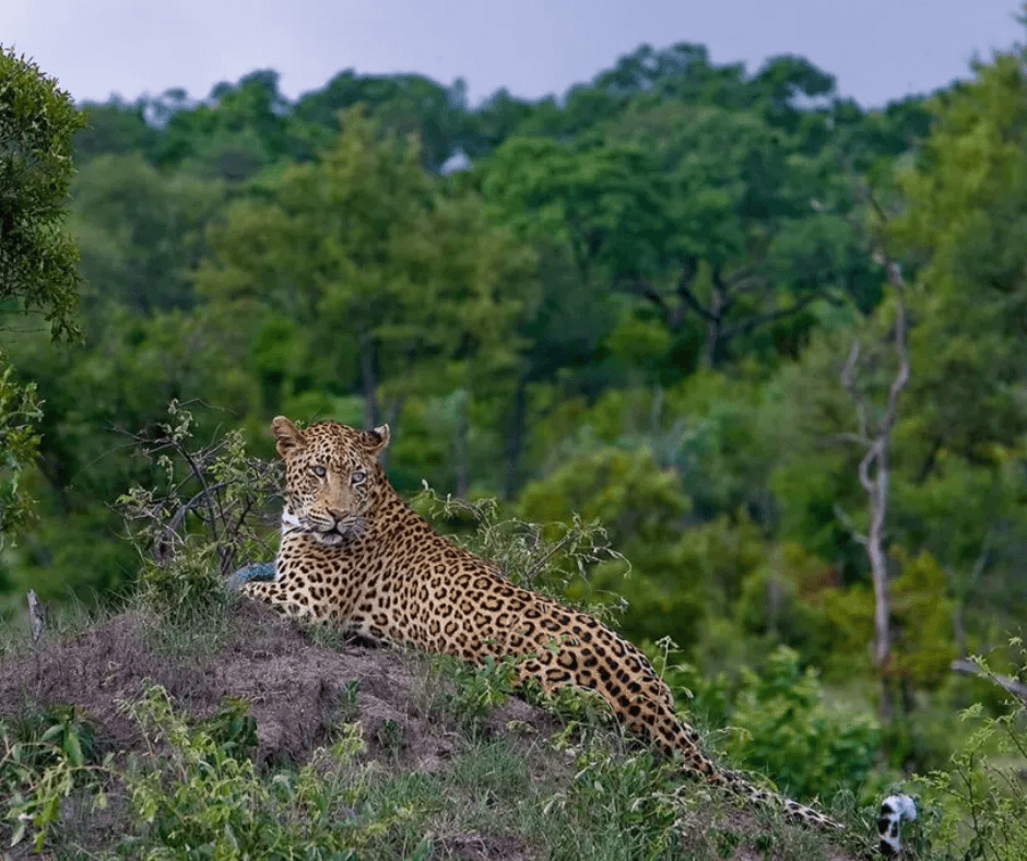 Leopard at Kruger Park