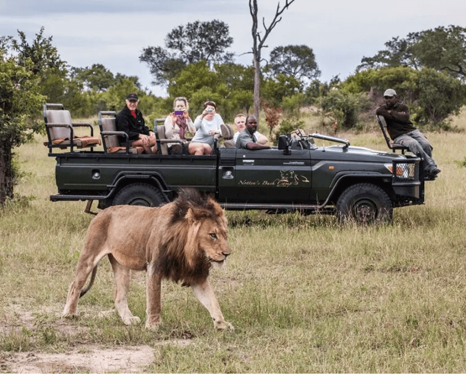 Lion sighting at Kruger Park Nala Africa Collections
