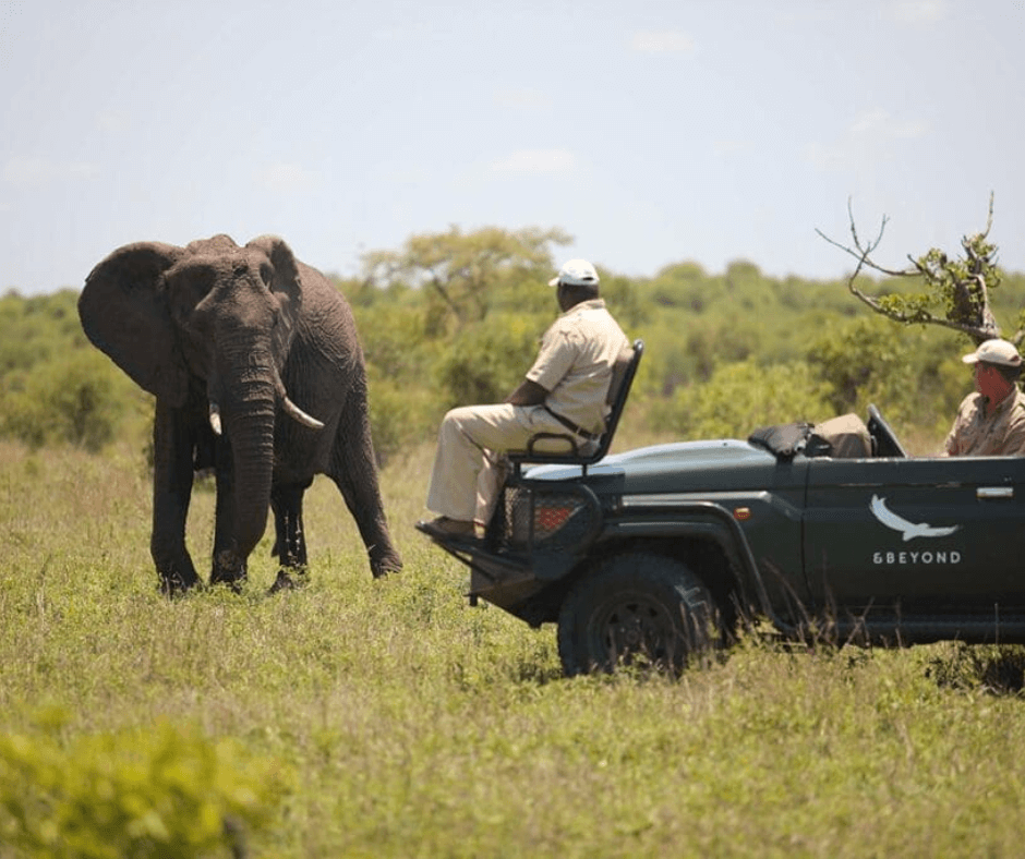 Elephant Kruger Park Safari