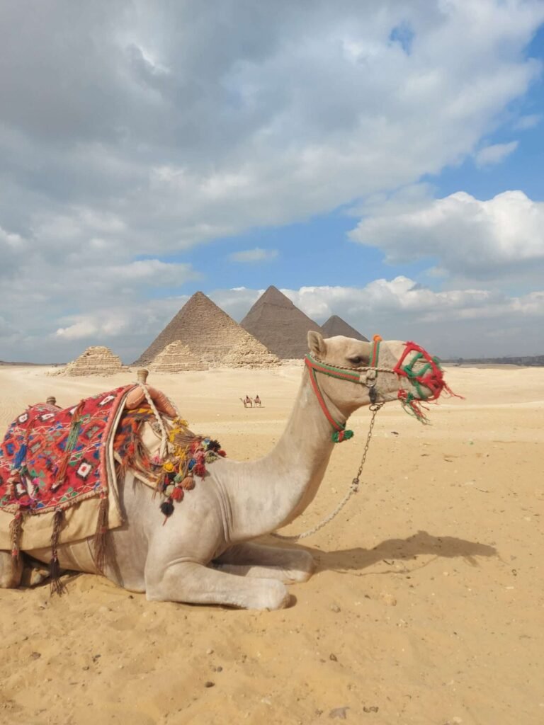 Egypt Camel sitting infront of pyramids