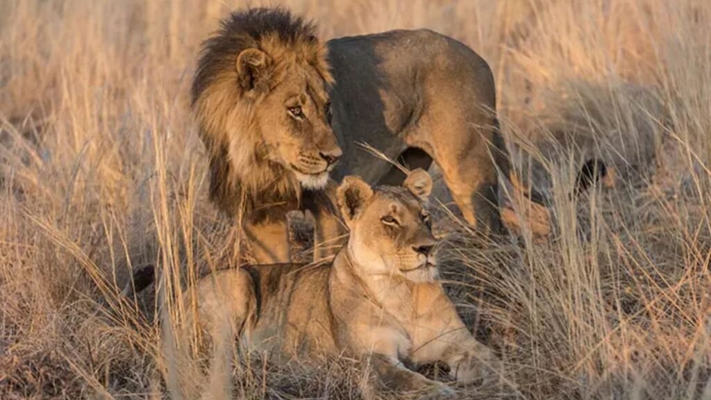 Kruger vs. Botswana: Comparing Africa's Top Big 5 Safari Destinations