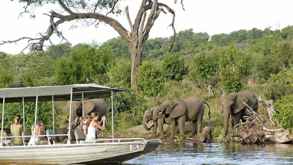 Kruger vs. Botswana: Comparing Africa's Top Big 5 Safari Destinations