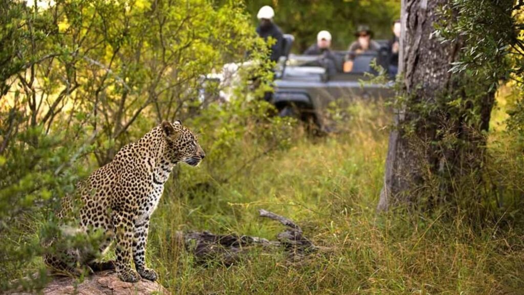 Kruger vs. Botswana: Comparing Africa's Top Big 5 Safari Destinations