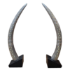 Elephant Tusk Pair - Medium