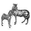 Zebra Baby Silver Large