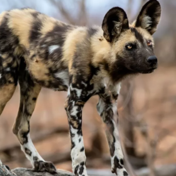 Bronze Wild Dog Bronze