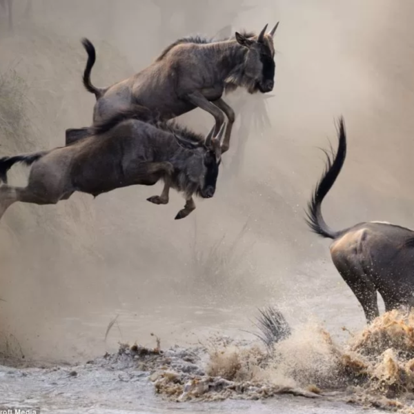Wildebeest Bronze Sculpture