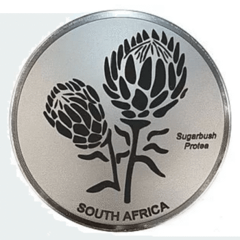 Engraved Sugarbush Protea