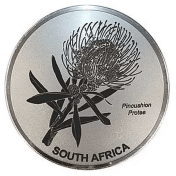 Engraved Pincushion Protea