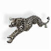 Cheetah Silver stalking