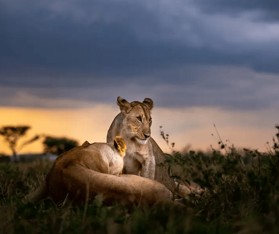 Ultra-Luxury Tanzania & Kenya Safari