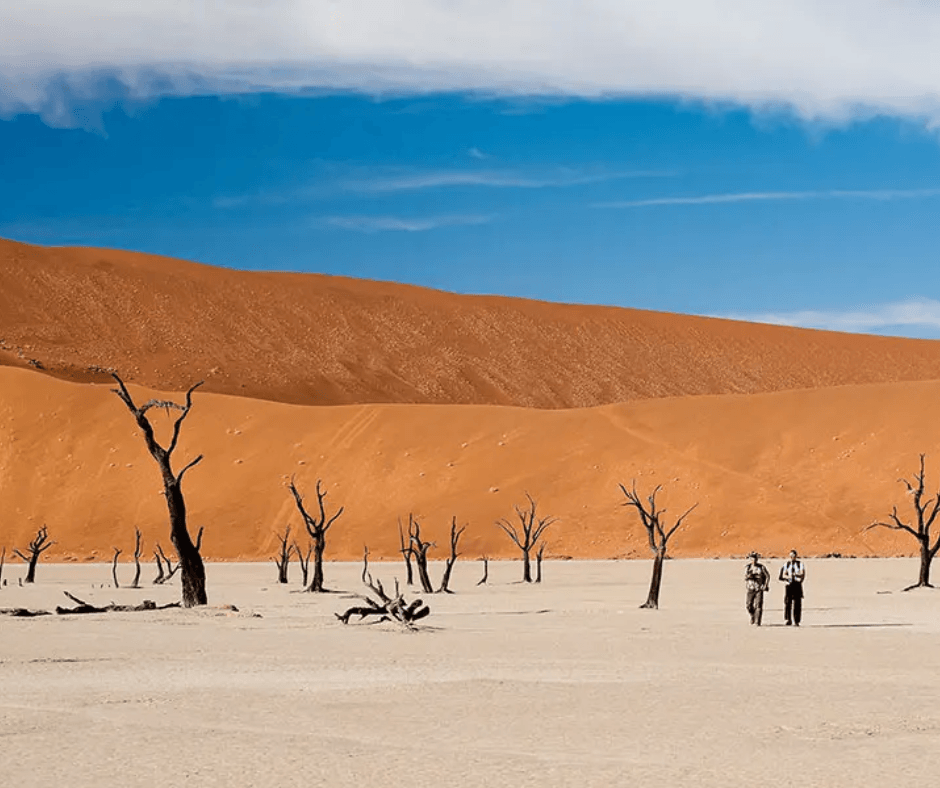 Namibia Nala Africa Collections