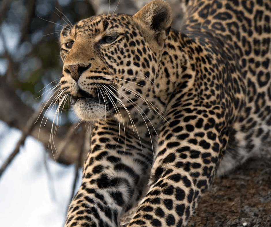 Ultra-Luxury Tanzania & Kenya Safari