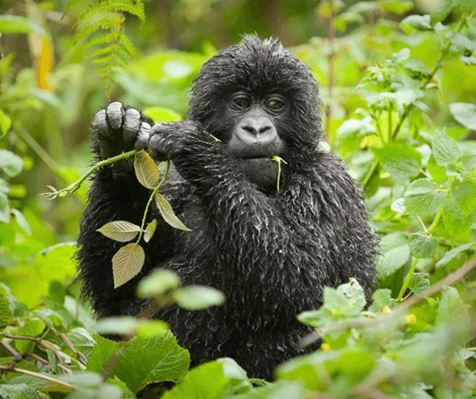 Uganda: Finding the Soul of the Pearl