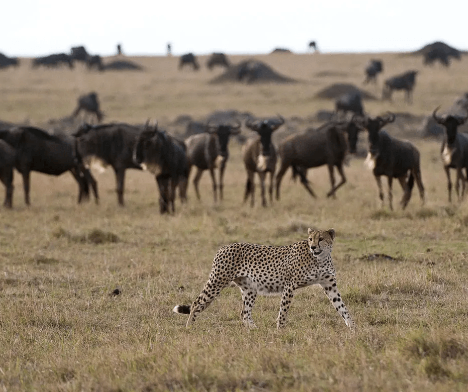 Ultra-Luxury Tanzania & Kenya Safari