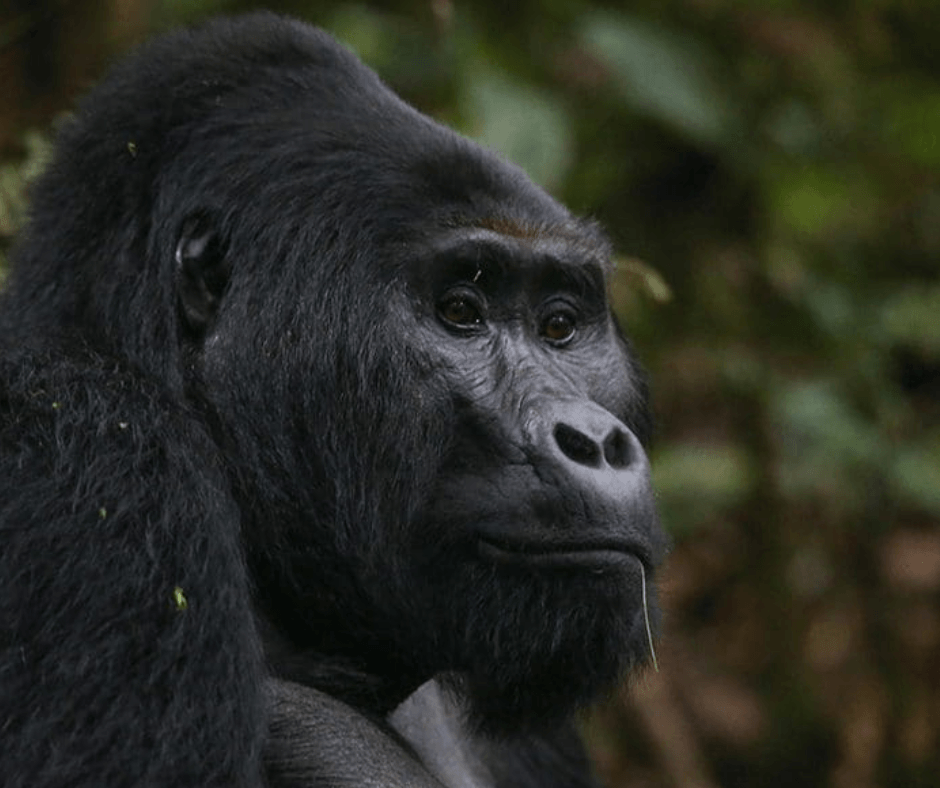 Uganda: Finding the Soul of the Pearl