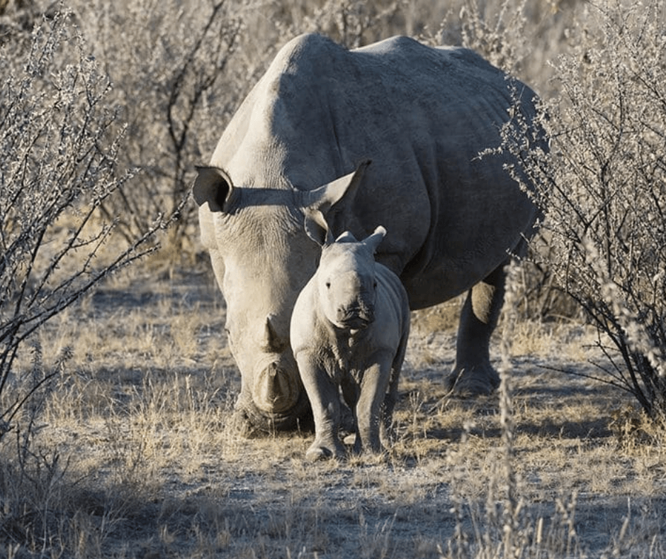 Rhino in Nambia Nala Africa Collections