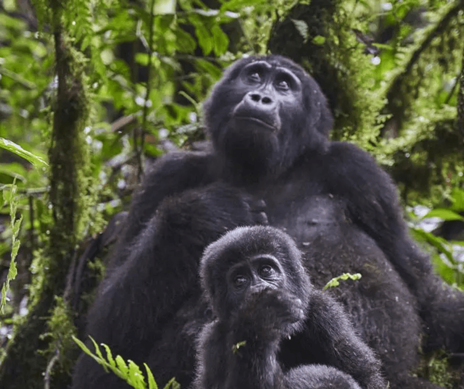 Uganda: Finding the Soul of the Pearl