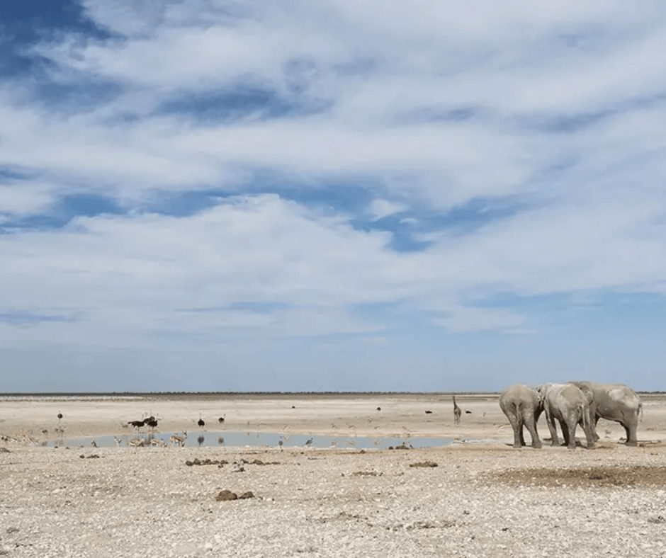 Namibia Nala Africa Collections