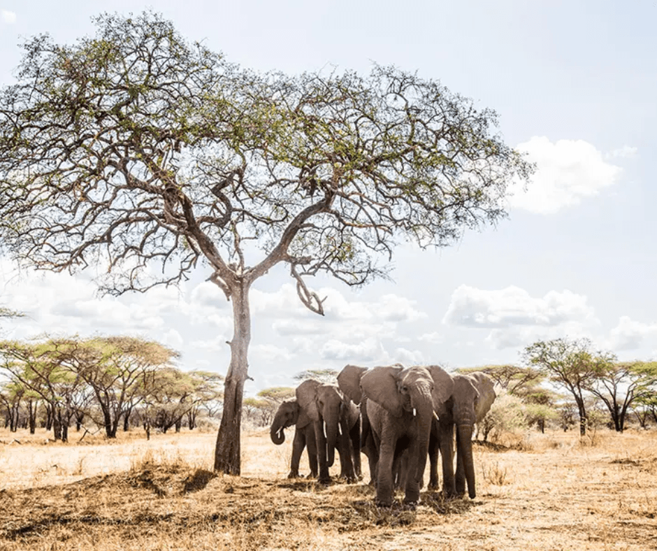 Ultra-Luxury Tanzania & Kenya Safari