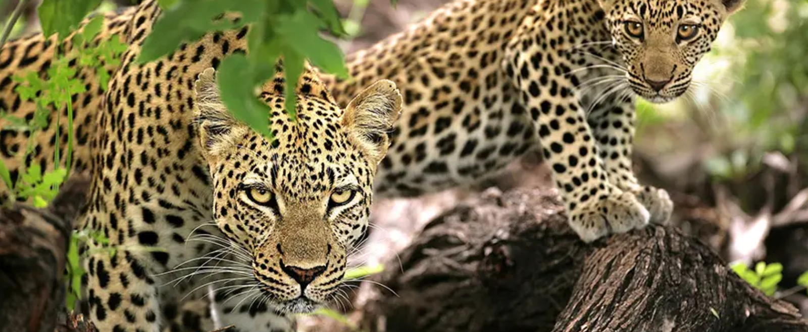 Leopard pair in tree Photo safari Nala Africa Collection