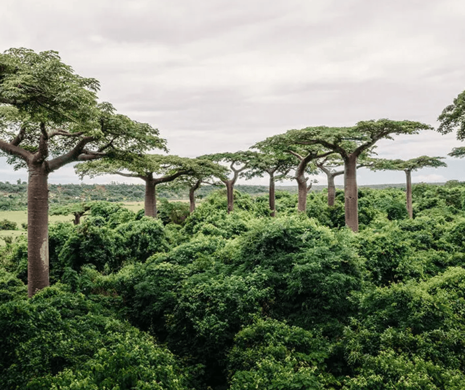 Baobabas Madagascar