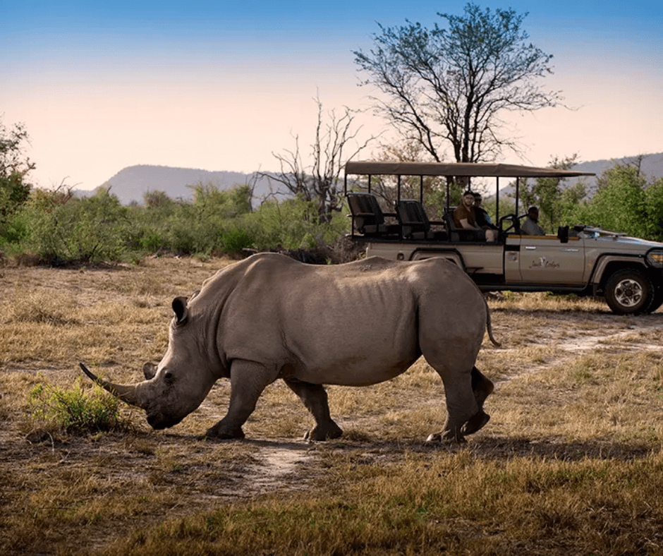 Rhino sighting on Safari trip Madikwe lodge