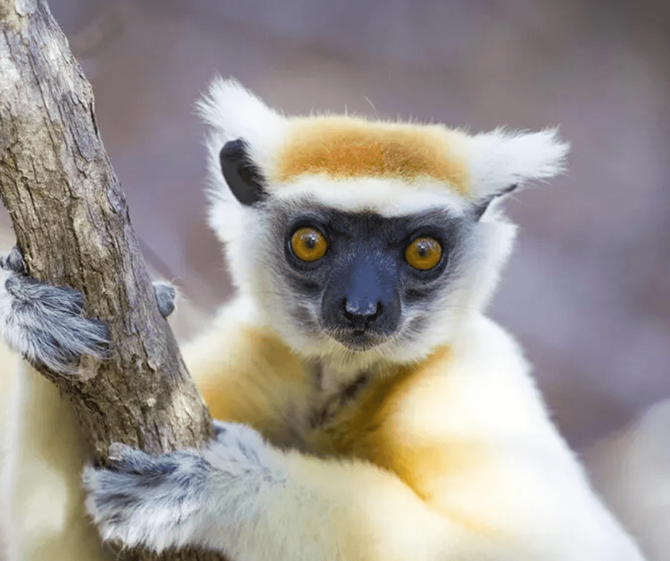 Lemur madagascar