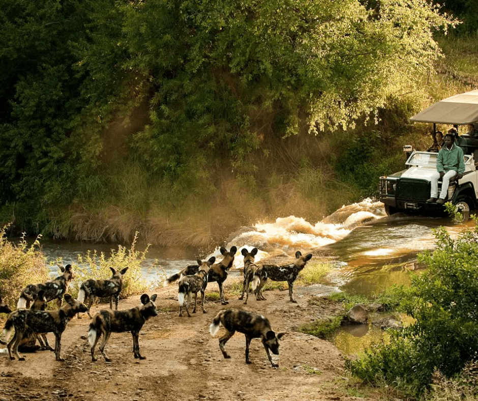 Safari vehicle crossing river with wild dogs