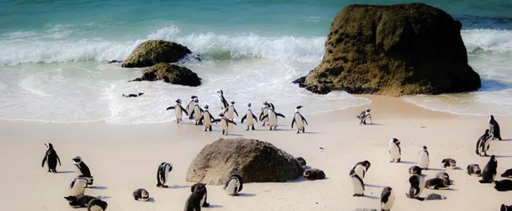 Boulders Beach