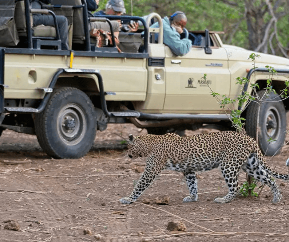 Upclose to Leopard on safari