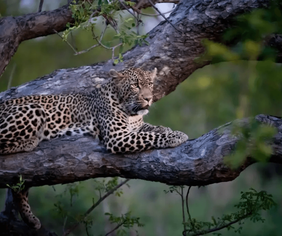 Leopard in tree