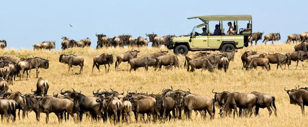Safari trip with wildebeest