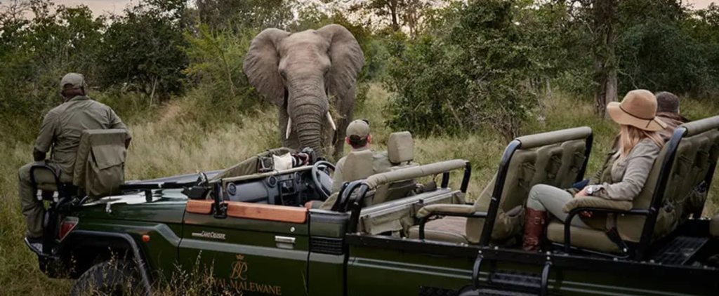 Safari trip on open vehicle looking at elephant