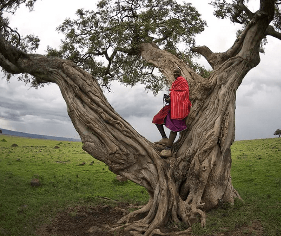 Maasai warrior in tree