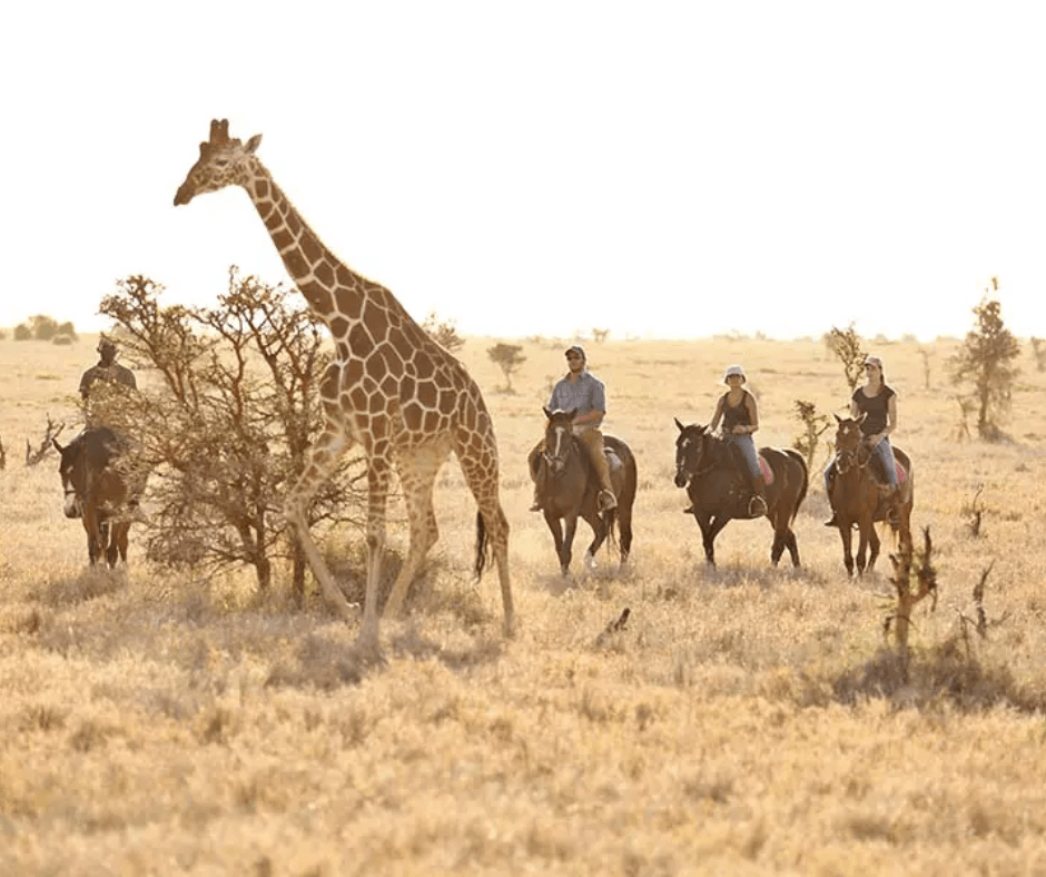 Horseback safari
