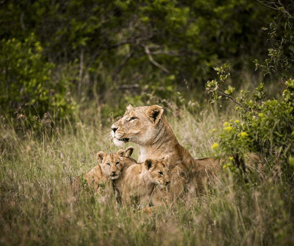 Lioness & cubs