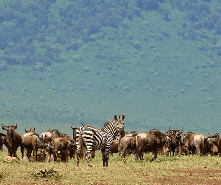 Zebra and Wildebeest