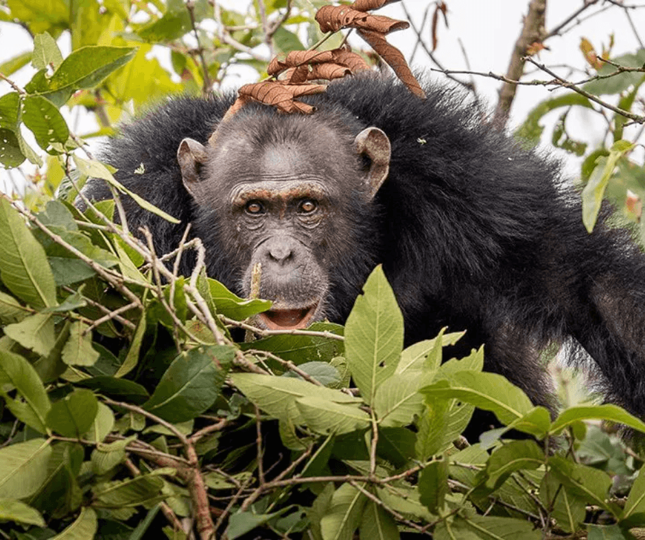 Gorilla