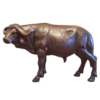 1 bronze cape buffalo sculpture