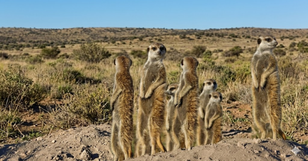 Meerkats during Photo Safari 