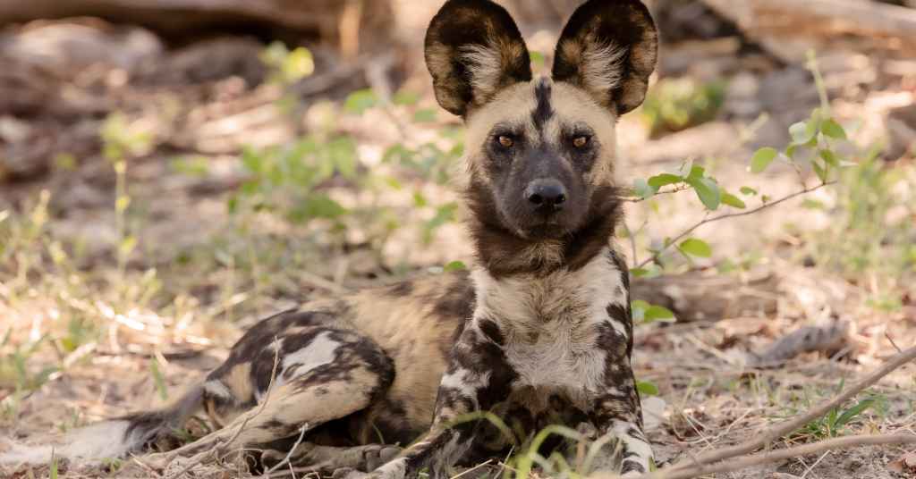 Wild dog Photo Safari