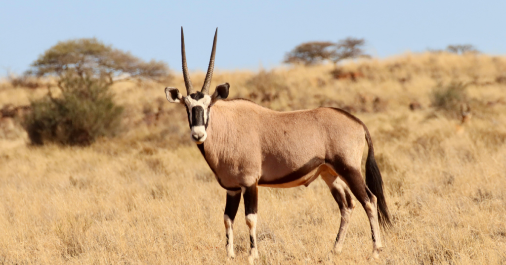 Gemsbok taken during a Photo safari Nala Africa Collections