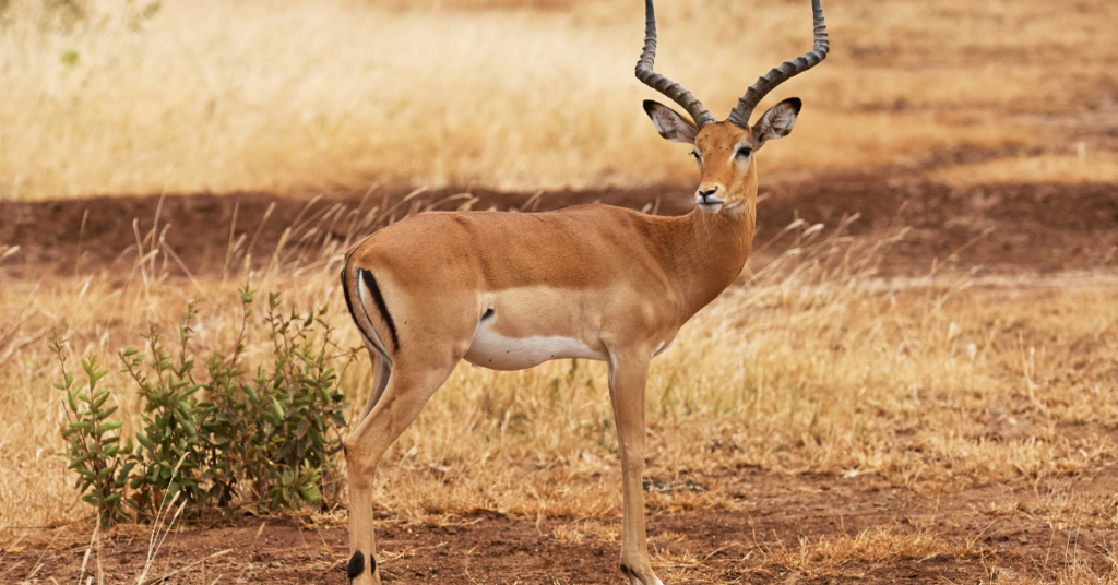 Spring Buck Nala Africa Collection