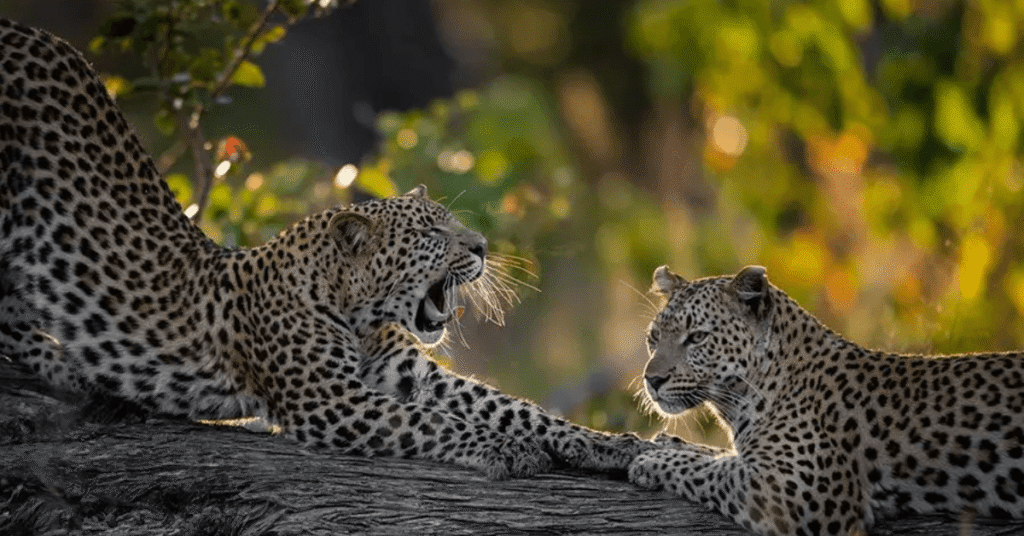 Leopards in a tree Photo Safari 
