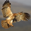 Tawny Eagle bronze sculpture photo Tawny Eagle bronze sculpture photo