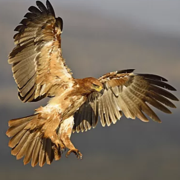 Tawny Eagle bronze sculpture photo Tawny Eagle bronze sculpture photo