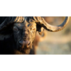 5 bronze cape buffalo sculpture