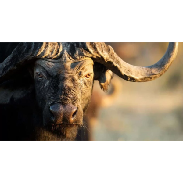 5 bronze cape buffalo sculpture