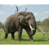 7 bronze elephant sculpture